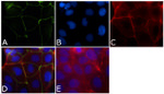 ZO-1 Antibody in Immunocytochemistry (ICC/IF)