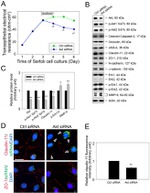 ZO-1 Antibody in Immunocytochemistry (ICC/IF)