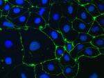 ZO-1 Antibody in Immunocytochemistry (ICC/IF)