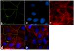 ZO-1 Antibody in Immunocytochemistry (ICC/IF)