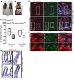 ZO-1 Antibody in Immunohistochemistry (IHC)