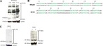 SR Antibody in Western Blot (WB)