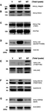 delta Catenin Antibody in Western Blot (WB)