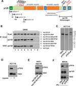 delta Catenin Antibody in Western Blot (WB)