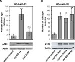 delta Catenin Antibody in Western Blot (WB)