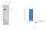 delta Catenin Antibody in Western Blot (WB)