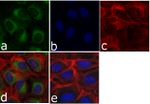 delta Catenin Antibody in Immunocytochemistry (ICC/IF)