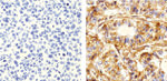 delta Catenin Antibody in Immunohistochemistry (Paraffin) (IHC (P))