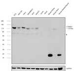 delta Catenin Antibody