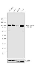 delta Catenin Antibody in Western Blot (WB)