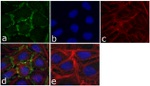 delta Catenin Antibody in Immunocytochemistry (ICC/IF)