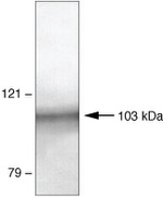 PSD93 Antibody in Western Blot (WB)