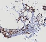 STING1/TMEM173 Antibody in Immunohistochemistry (Paraffin) (IHC (P))