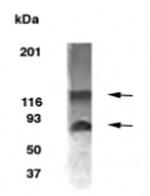 BCAS1/NABC1 Antibody in Western Blot (WB)