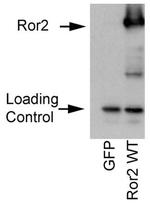 ROR2 Antibody in Western Blot (WB)