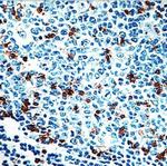 CD57 Antibody in Immunohistochemistry (Paraffin) (IHC (P))