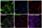 NEFM Antibody