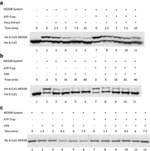 Cullin 1 Antibody in Western Blot (WB)