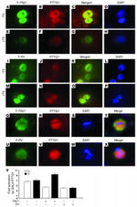 Securin Antibody in Immunocytochemistry (ICC/IF)