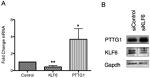 Securin Antibody in Western Blot (WB)