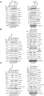 Securin Antibody in Western Blot (WB)