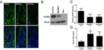 Claudin 3 Antibody in Western Blot, Immunohistochemistry (WB, IHC)
