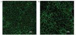 Claudin 3 Antibody in Immunocytochemistry (ICC/IF)