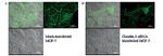 Claudin 3 Antibody in Immunocytochemistry (ICC/IF)