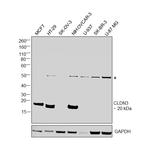 Claudin 3 Antibody in Western Blot (WB)