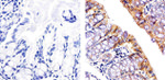 Claudin 3 Antibody in Immunohistochemistry (Paraffin) (IHC (P))