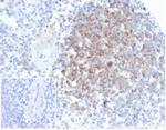 Interferon alpha Antibody in Immunohistochemistry (Paraffin) (IHC (P))