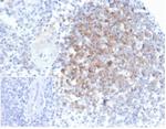 Interferon alpha Antibody in Immunohistochemistry (Paraffin) (IHC (P))