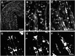 Connexin 29 Antibody in Immunohistochemistry (IHC)