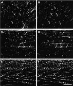 Connexin 29 Antibody in Immunohistochemistry (IHC)