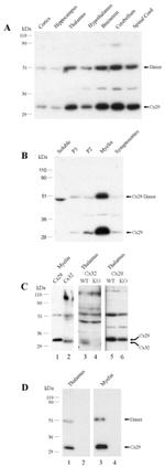 Connexin 29 Antibody in Western Blot (WB)