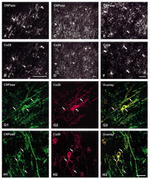 Connexin 29 Antibody in Immunohistochemistry (Frozen) (IHC (F))