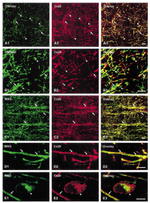 Connexin 29 Antibody in Immunohistochemistry (Frozen) (IHC (F))