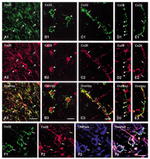 Connexin 29 Antibody in Immunohistochemistry (Frozen) (IHC (F))