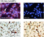 Connexin 29 Antibody in Immunocytochemistry (ICC/IF)