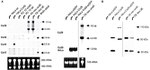 Connexin 29 Antibody in Western Blot (WB)