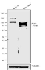 PSD93 Antibody in Western Blot (WB)