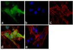 JIP1 Antibody in Immunocytochemistry (ICC/IF)