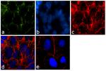 Claudin 16 Antibody in Immunocytochemistry (ICC/IF)