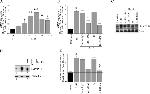 CD147 Antibody in Western Blot, ELISA (WB, ELISA)