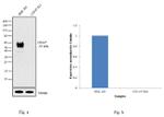 CD147 Antibody in Western Blot (WB)