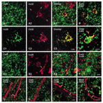 Connexin 43 Antibody in Immunohistochemistry (Frozen) (IHC (F))