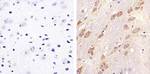 Connexin 32 Antibody in Immunohistochemistry (Paraffin) (IHC (P))