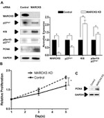 Phospho-p27 Kip1 (Ser10) Antibody in Western Blot (WB)