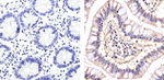 CD146 Antibody in Immunohistochemistry (Paraffin) (IHC (P))