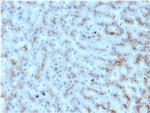 Apolipoprotein D/APOD Antibody in Immunohistochemistry (Paraffin) (IHC (P))